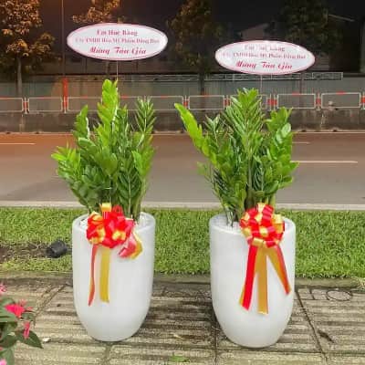 Ảnh bìa của sản phẩm: Cây kim tiền