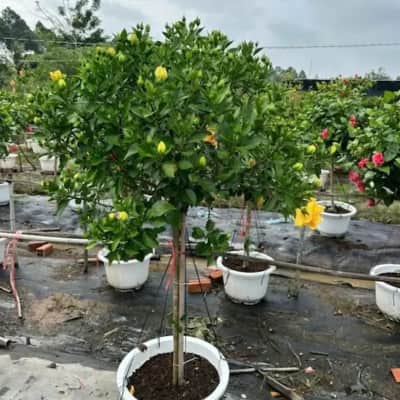 Ảnh bìa của sản phẩm: Cây Râm Bụt