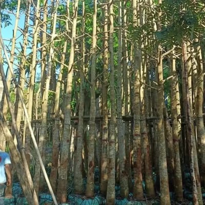 Ảnh bìa của sản phẩm: Cây Dầu Rái
