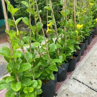 Ảnh bìa của sản phẩm: Cây huỳnh anh leo