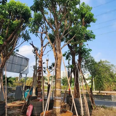 Ảnh bìa của sản phẩm: Cây Lộc Vừng