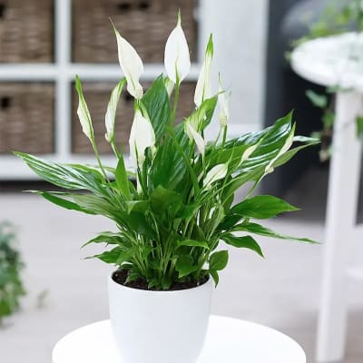 Ảnh bìa của sản phẩm: Cây Lan Ý