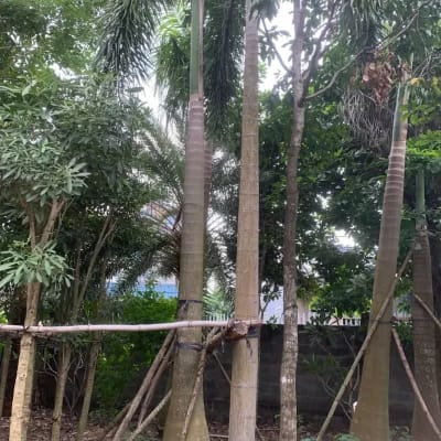 Ảnh bìa của sản phẩm: Cây Cau Vua