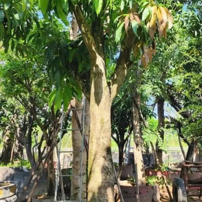 Ảnh bìa của sản phẩm: Cây Xoài