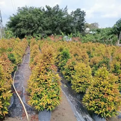 Ảnh bìa của sản phẩm: Cây Hồng Lộc