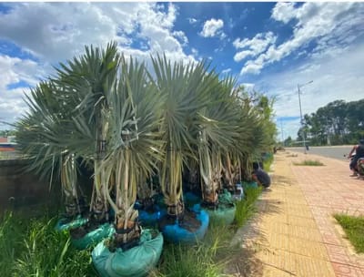 Ảnh bìa của bài viết