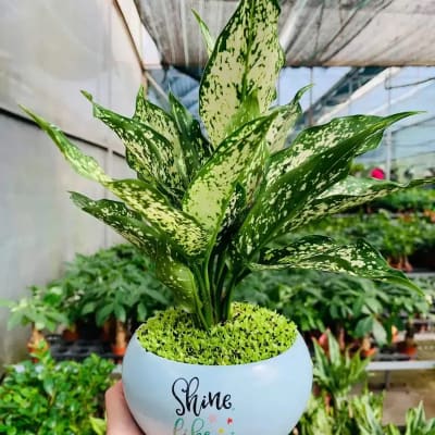 Ảnh bìa của bài viết Nơi Cung Cấp Cây Cảnh Giá Rẻ Uy Tín & Bảng Giá Niêm Yết 2026