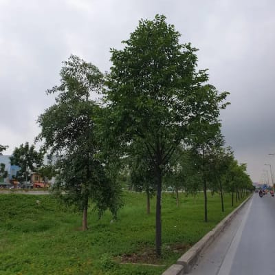 Ảnh bìa của sản phẩm: Cây Sao Đen