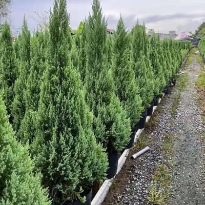 Ảnh bìa của sản phẩm: Cây Sơn Tùng