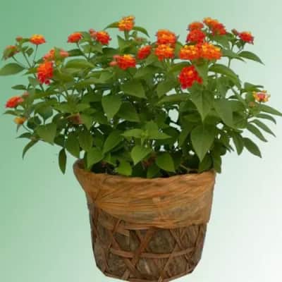 Ảnh bìa của sản phẩm: Cây Trâm Ổi