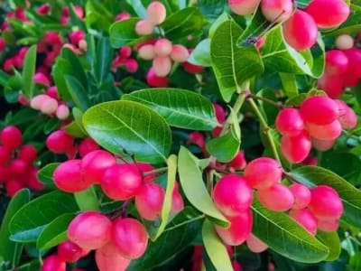 Ảnh bìa của sản phẩm: Cây Siro