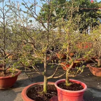 Ảnh bìa của sản phẩm: Cây mai vàng