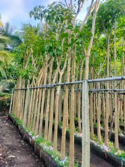 Ảnh bìa của sản phẩm: Cây Kèn Hồng