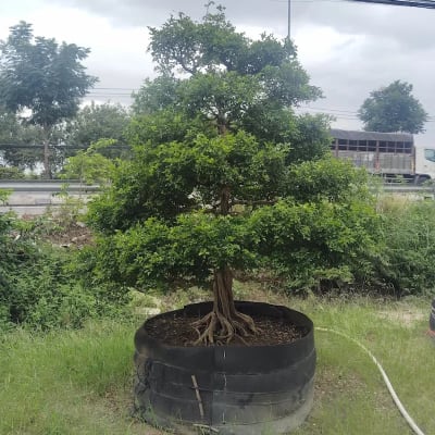 Ảnh bìa của sản phẩm: Cây Nguyệt Quế