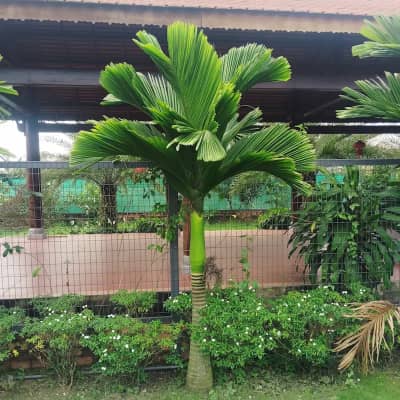 Ảnh bìa của sản phẩm: Cây Cau Hương