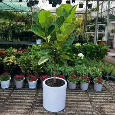 Ảnh bìa của sản phẩm: Cây Bàng Singapore