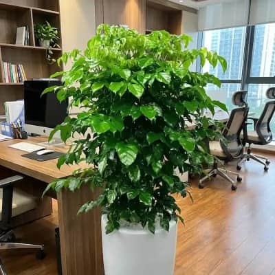 Ảnh bìa của sản phẩm: Cây Hạnh Phúc