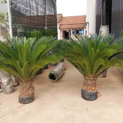 Ảnh bìa của sản phẩm: Cây vạn tuế