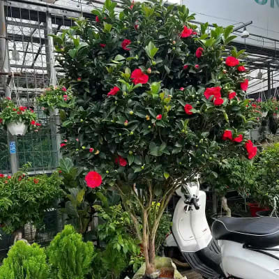 Ảnh bìa của sản phẩm: Cây Trà Mi