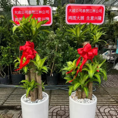 Ảnh bìa của sản phẩm: Cây Thiết Mộc Lan