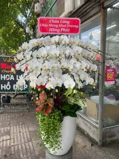 Ảnh bìa của bài viết Cây Cảnh Khai Trương: Top 7 Loài Cây Tặng Ý Nghĩa & Thu Hút Tài Lộc