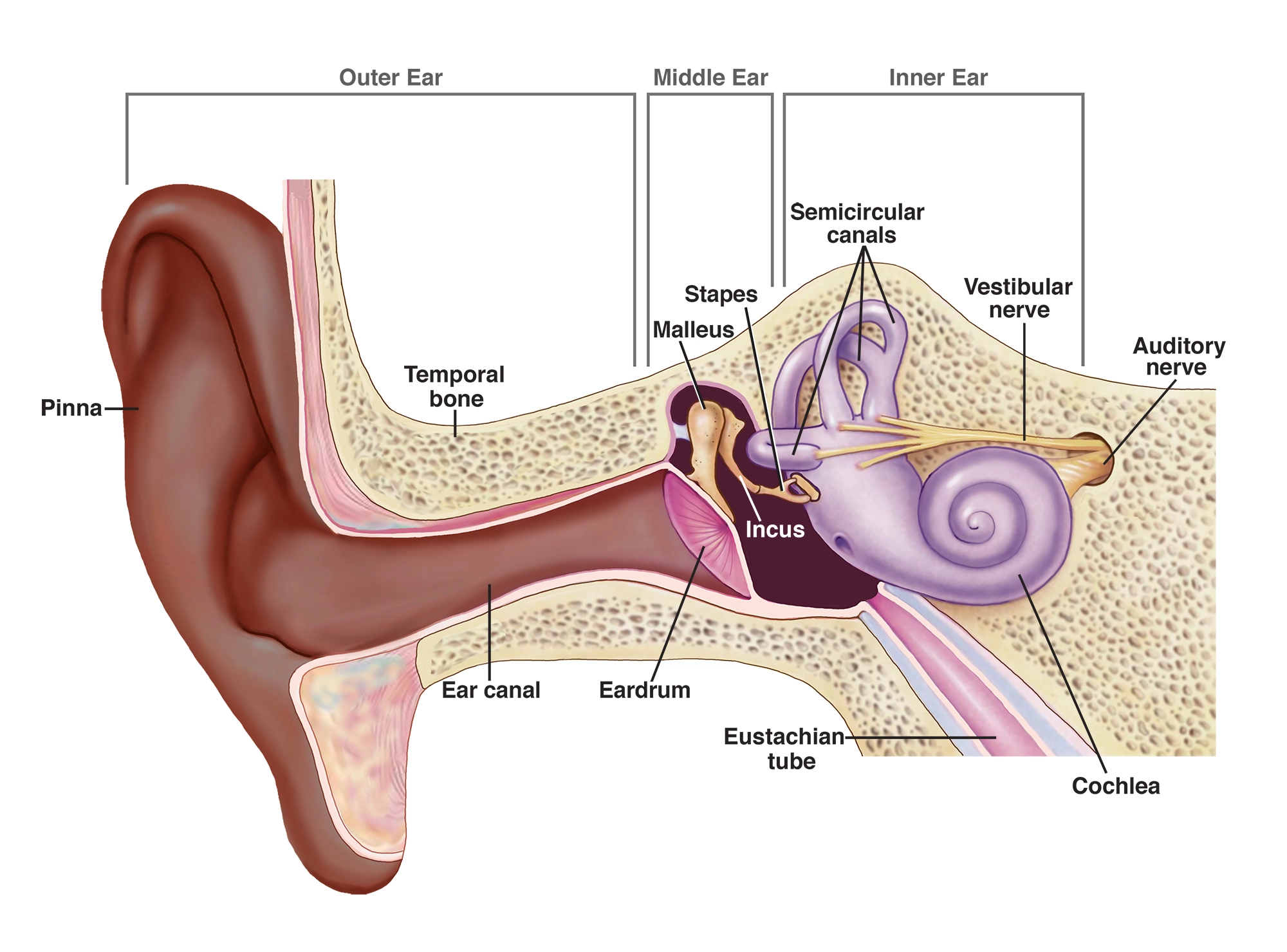 Human ear divided into three parts: outer, middle, and inner