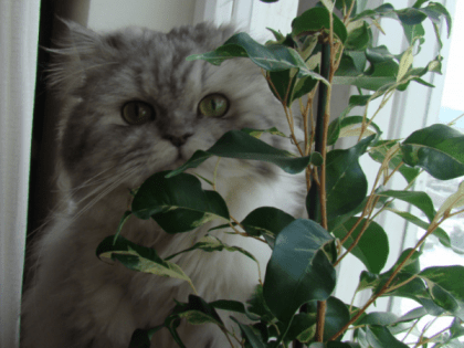 Забирают энергию и здоровье: 10 ядовитых комнатных растений, которые запрещено держать в квартире