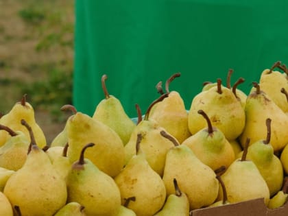 Пензенский нарколог назвала продукты, способные отвлечь от мысли об алкоголе