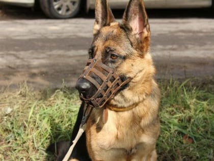 Введена административная ответственность за несоблюдение дополнительных требований к содержанию домашних животных