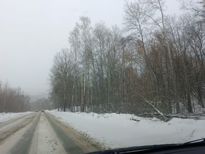 Денис Желиховский решил вопрос с опиловкой деревьев в своем округе