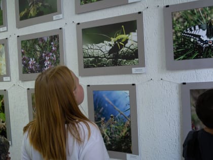 В Штабе общественной поддержки «Единой России» открылась фотовыставка «В огромном мире насекомых»