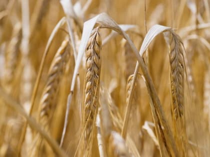 Экспорт сельскохозяйственной продукции из Пензенской области в 2023 году