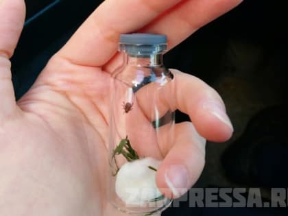 В Заречном регистрируют заражение опасным заболеванием, которое переносят клещи