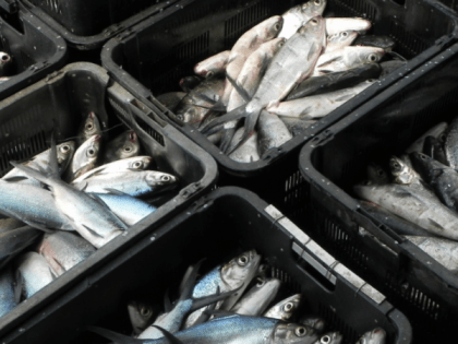 В этой рыбе, которую едят все, нашли огромное количество ртути: гробит печень, мозг и сердце