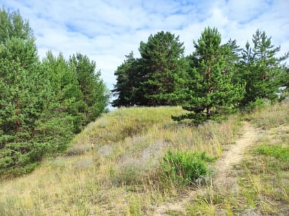 Опасности грибной охоты: инфекция ГЛПС в Пензенской области