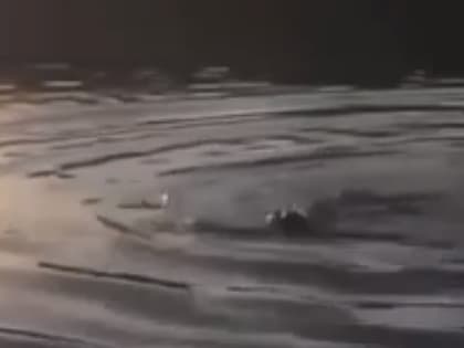 Пензенцы во время рыбалки поймали на спиннинг бобра