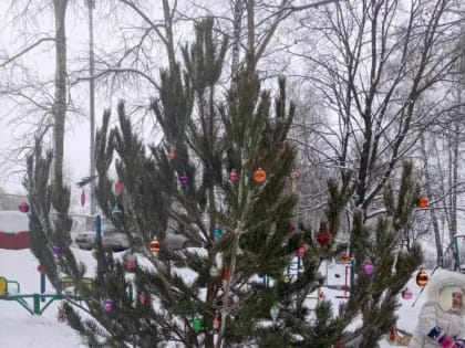 Денис Желиховский организовал подвоз и установку новогодних елей во дворах своего округа