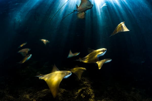 Golden Rays