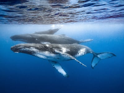 Mother, Calf and Escort