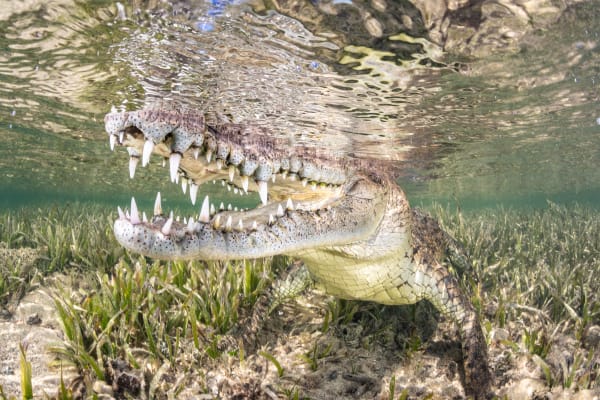 American Crocodile