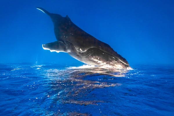 Humpback Inversion