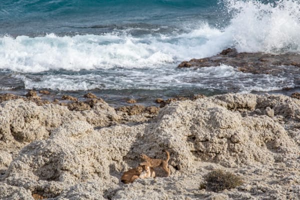 Puma Family on the Beach