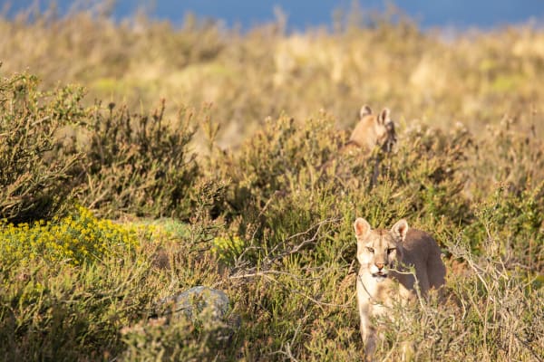 Pumas in the Bushes