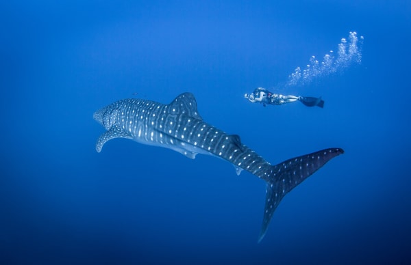 Whale Shark