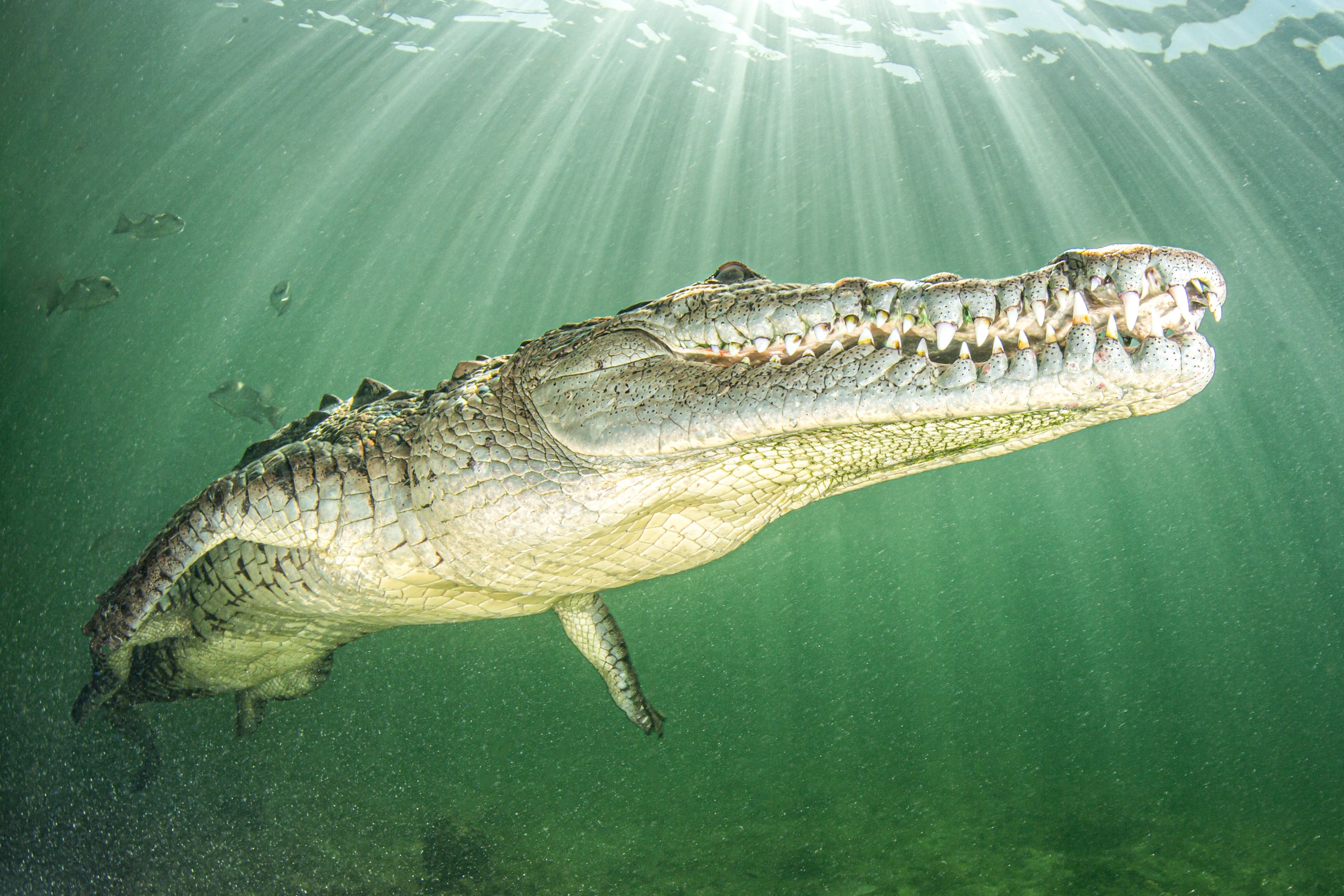 American Crocodile