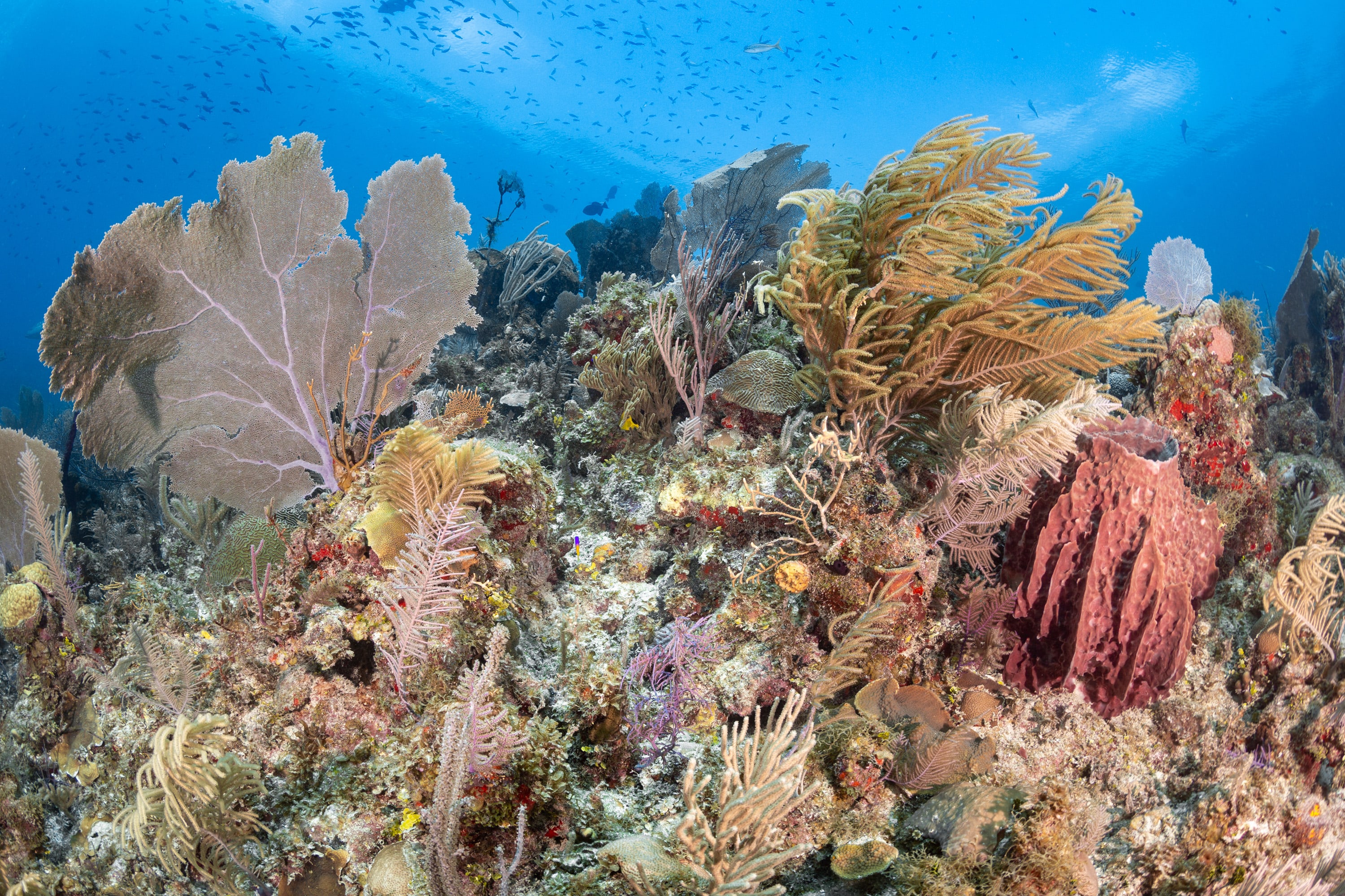 Cuba Reef