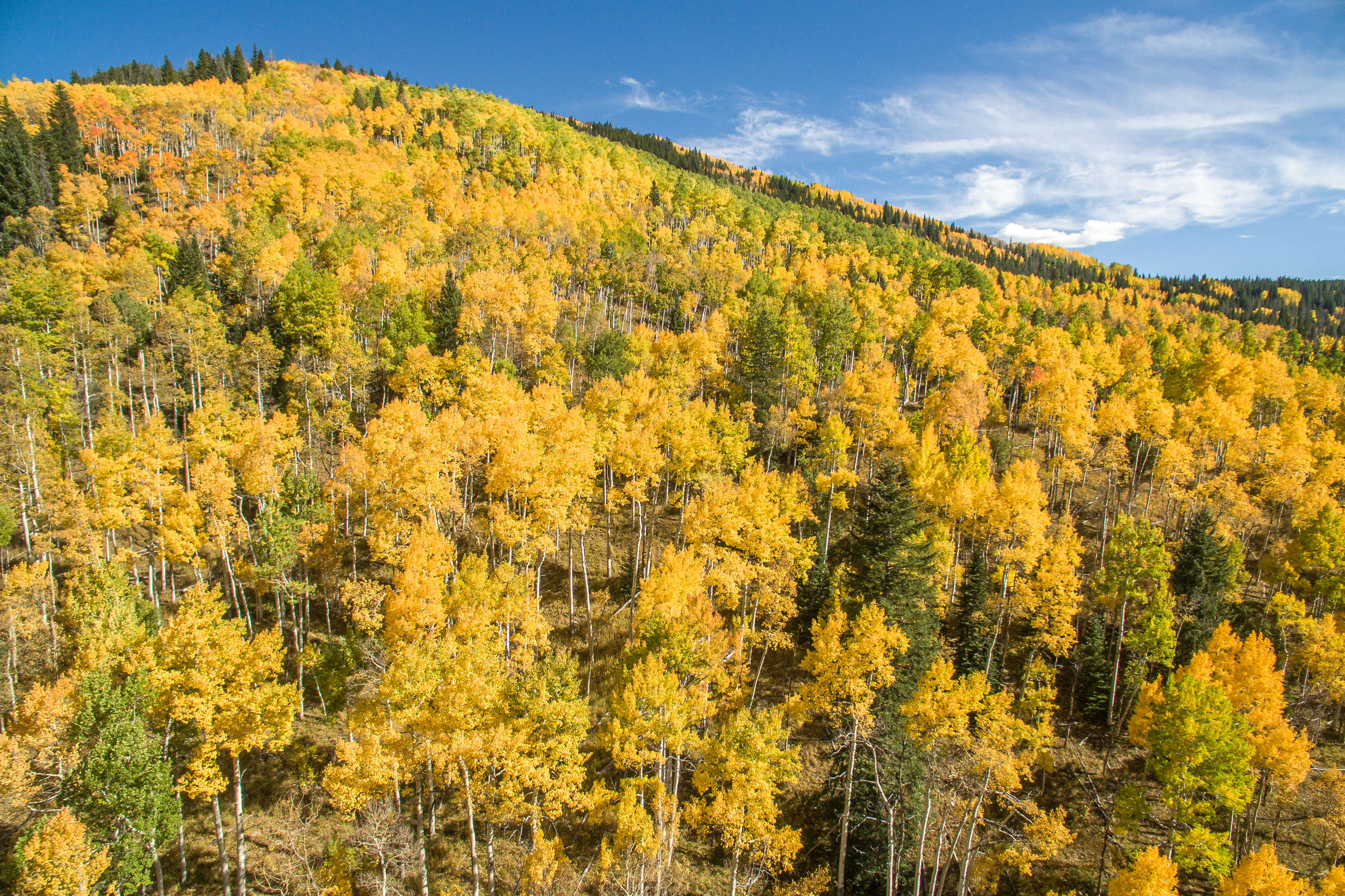Golden Aspens