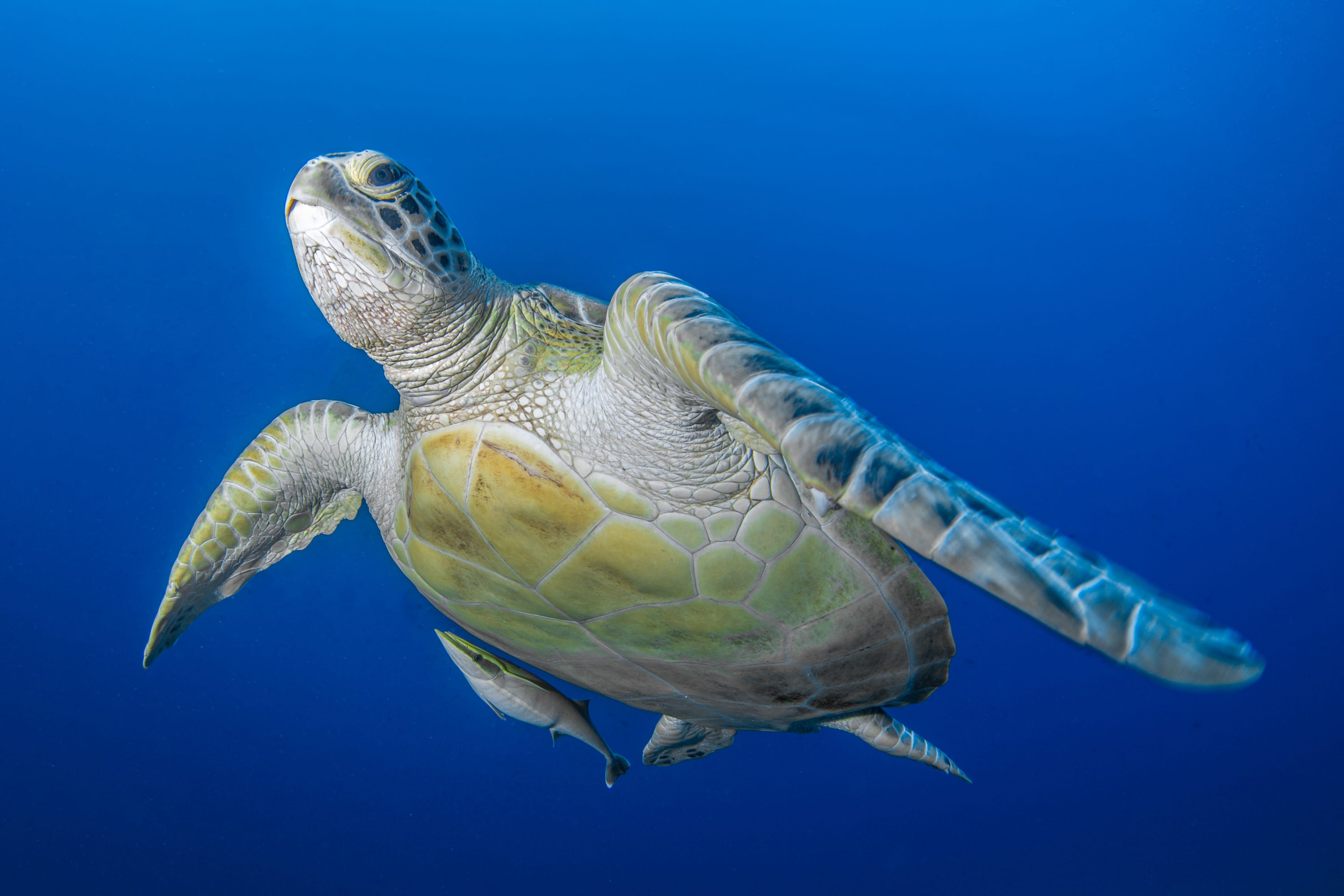 Green Sea Turtle