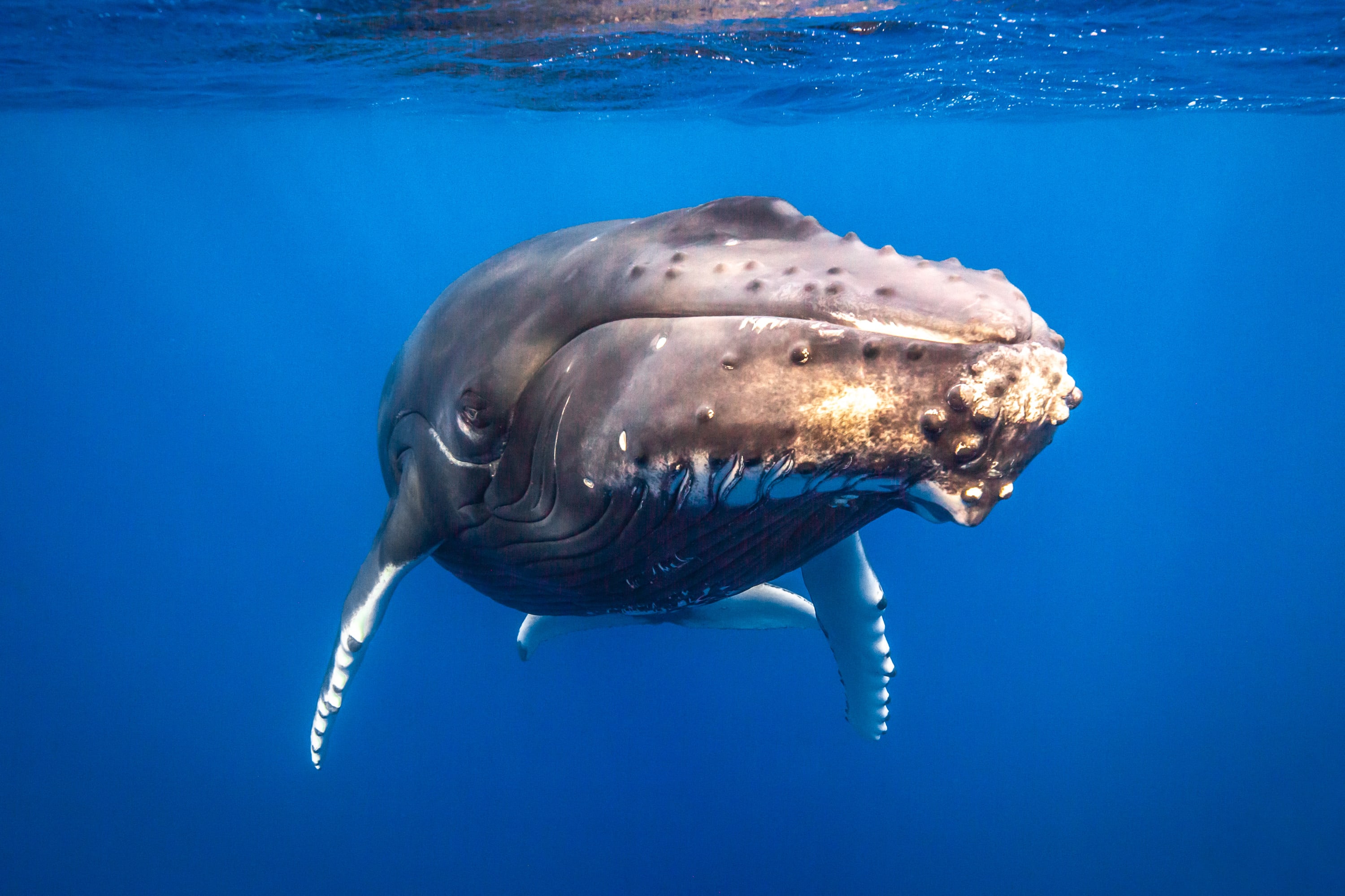 Humpback Portrait