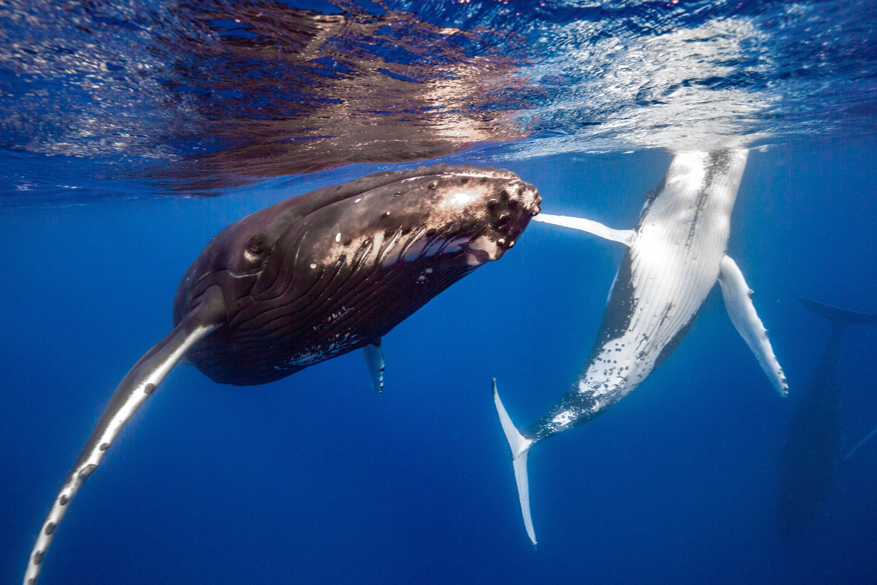 Humpback Dance